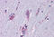 ISL LIM Homeobox 1 antibody, MBS246283, MyBioSource, Immunohistochemistry frozen image 