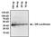 Green Renilla luciferase antibody, PA1-180, Invitrogen Antibodies, Western Blot image 