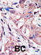 Mitogen-Activated Protein Kinase 10 antibody, abx033443, Abbexa, Immunohistochemistry frozen image 