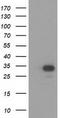 Hydroxyacylglutathione Hydrolase Like antibody, LS-C172666, Lifespan Biosciences, Western Blot image 