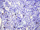FOXP3 antibody, 320201, BioLegend, Immunohistochemistry paraffin image 