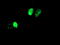 Adiponectin, C1Q And Collagen Domain Containing antibody, TA503801, Origene, Immunofluorescence image 