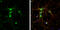Nitric Oxide Synthase 1 antibody, GTX133403, GeneTex, Immunofluorescence image 