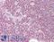NIPP1 antibody, LS-B6454, Lifespan Biosciences, Immunohistochemistry frozen image 