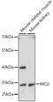 Mitochondrial Calcium Uniporter antibody, 16-524, ProSci, Western Blot image 