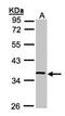 Protein Wnt-11 antibody, orb73750, Biorbyt, Western Blot image 