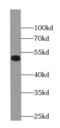 Alkylglycerol Monooxygenase antibody, FNab08767, FineTest, Western Blot image 
