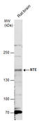Neuropathy target esterase antibody, GTX115501, GeneTex, Western Blot image 