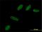 BCL2 Like 12 antibody, H00083596-M01, Novus Biologicals, Immunocytochemistry image 