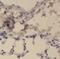 Pyruvate Kinase L/R antibody, FNab06491, FineTest, Immunohistochemistry frozen image 