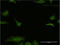 EF-hand domain-containing protein D1 antibody, LS-B10056, Lifespan Biosciences, Immunofluorescence image 