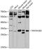 Platelet Activating Factor Acetylhydrolase 1b Catalytic Subunit 2 antibody, 14-293, ProSci, Western Blot image 
