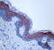 Keratin 1 antibody, 905203, BioLegend, Immunohistochemistry paraffin image 