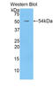 BRCA1 DNA Repair Associated antibody, LS-C297744, Lifespan Biosciences, Western Blot image 