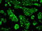 Replication Protein A2 antibody, GTX83688, GeneTex, Immunofluorescence image 