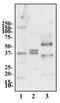 Adiponectin, C1Q And Collagen Domain Containing antibody, TA336486, Origene, Western Blot image 