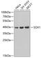 SRY-Box 1 antibody, 19-001, ProSci, Western Blot image 