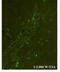 Chitinase 3 Like 1 antibody, ARP51929_P050, Aviva Systems Biology, Immunofluorescence image 