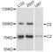 Complement C2 antibody, abx125586, Abbexa, Western Blot image 