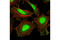 p18 antibody, 5175P, Cell Signaling Technology, Immunofluorescence image 