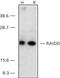 CASP2 And RIPK1 Domain Containing Adaptor With Death Domain antibody, PA1-30806, Invitrogen Antibodies, Western Blot image 