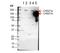 Zinc finger protein castor homolog 1 antibody, A06443, Boster Biological Technology, Western Blot image 
