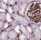 Cadherin-16 antibody, FNab01185, FineTest, Immunohistochemistry frozen image 