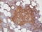 Germinal Center Associated Signaling And Motility antibody, TA327691, Origene, Immunohistochemistry frozen image 
