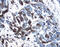Platelet-derived growth factor C antibody, AF1560, R&D Systems, Immunohistochemistry paraffin image 