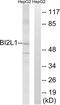 Brain-specific angiogenesis inhibitor 1-associated protein 2-like protein 1 antibody, abx014277, Abbexa, Western Blot image 