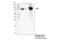 STAT3 antibody, 30835S, Cell Signaling Technology, Immunoprecipitation image 