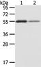 XK Related 3 antibody, TA351961, Origene, Western Blot image 