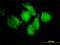 Notch 2 N-Terminal Like A antibody, H00388677-M01, Novus Biologicals, Immunocytochemistry image 