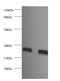 Fibroblast Growth Factor 2 antibody, A52198-100, Epigentek, Western Blot image 