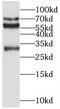 POB1 antibody, FNab07242, FineTest, Western Blot image 