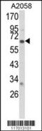 Cytochrome P450 2F1 antibody, 63-266, ProSci, Western Blot image 
