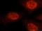 Pre-mRNA-processing factor 40 homolog B antibody, 16929-1-AP, Proteintech Group, Immunofluorescence image 
