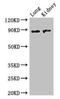 N-Acetylated Alpha-Linked Acidic Dipeptidase Like 2 antibody, LS-C371485, Lifespan Biosciences, Western Blot image 