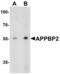 Amyloid protein-binding protein 2 antibody, LS-B10148, Lifespan Biosciences, Western Blot image 