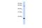 TAFA Chemokine Like Family Member 3 antibody, A16699, Boster Biological Technology, Western Blot image 