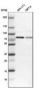 RNA Binding Motif Protein 14 antibody, NBP1-84416, Novus Biologicals, Western Blot image 