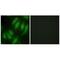 Protein HEXIM1 antibody, A02321-1, Boster Biological Technology, Immunofluorescence image 