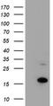Coiled-Coil-Helix-Coiled-Coil-Helix Domain Containing 5 antibody, TA502373, Origene, Western Blot image 