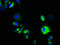 Glycoprotein A33 antibody, CSB-PA857459EA01HU, Cusabio, Immunofluorescence image 
