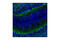 GFAP antibody, 3657S, Cell Signaling Technology, Immunofluorescence image 