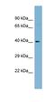Leucine Rich Repeat Containing 71 antibody, orb325779, Biorbyt, Western Blot image 