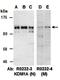 Lysine Demethylase 6A antibody, orb66982, Biorbyt, Western Blot image 