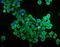 Eukaryotic Translation Initiation Factor 4A1 antibody, M03922-1, Boster Biological Technology, Immunofluorescence image 