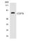 Centrosomal Protein 76 antibody, LS-C291795, Lifespan Biosciences, Western Blot image 