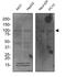 Lysyl oxidase homolog 3 antibody, NBP2-75964, Novus Biologicals, Western Blot image 